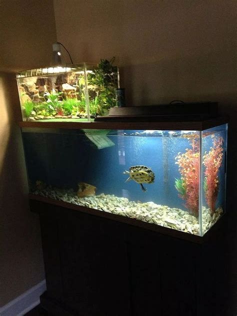 Specialized type of paludarium for an adorable turtle, unusual tha thy it consists of a full ...