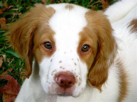 Brittany Spaniel Puppies Mn : Lovely litter of Brittany pups in Mankato ...