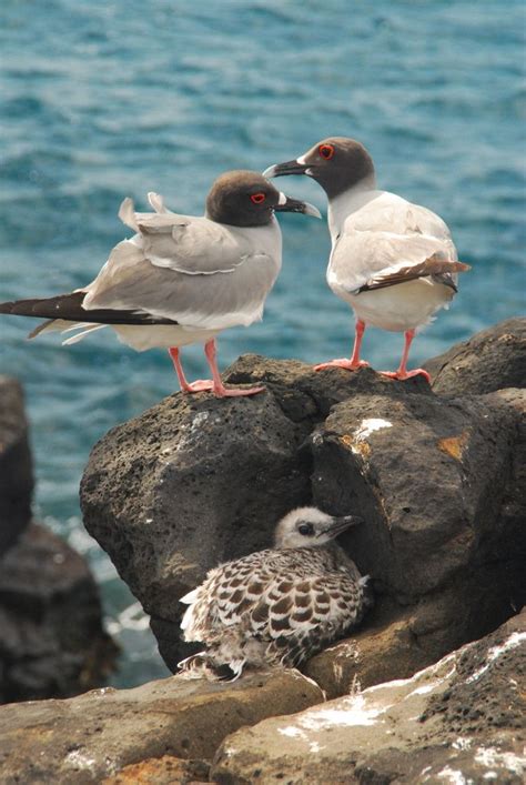 Lava Gull (of which there are an estimated 300-400 pair or so in the ...