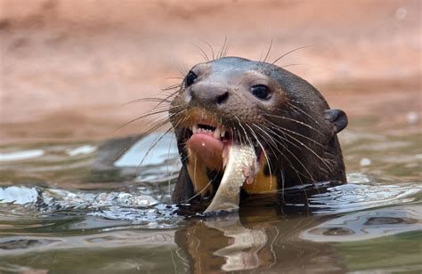 Rare giant otters born at Budapest Zoo