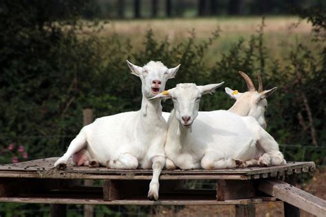 Free photo: Crazy Goats, Goats, Humor, Funny - Free Image on Pixabay - 2440802