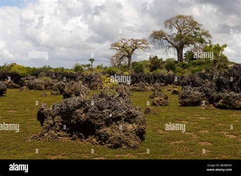 Coral garden, Wasini island, Kenya Stock Photo - Alamy