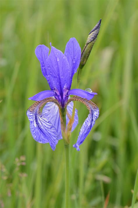 File:Sibirische Schwertlilie, Iris sibirica 06.JPG - Wikimedia Commons