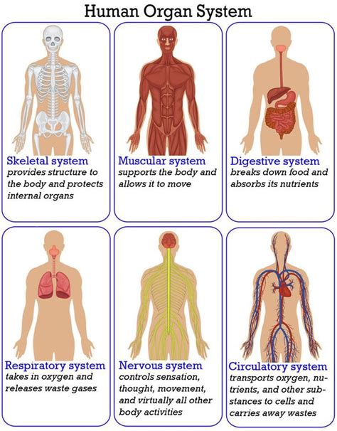 An overview of the organ systems that make up the human body | Human ...