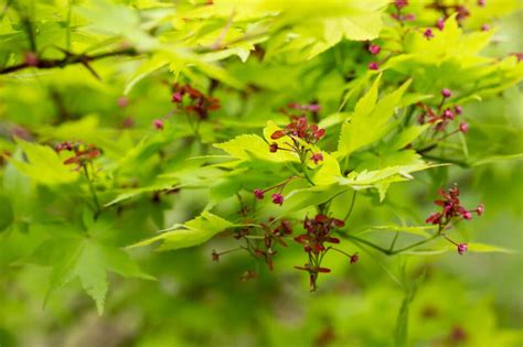 Extensive Care Guide for Japanese Maple Bonsai - Hooked on Bonsai