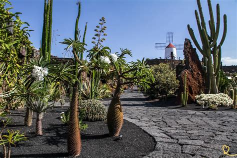 Cactus garden (Lanzarote): photos + tips