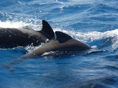 Long-finned pilot whale - Whale & Dolphin Conservation Australia