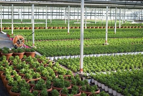 Going to the Plant Nursery? Follow These Shopping Tips | Millcreek Gardens