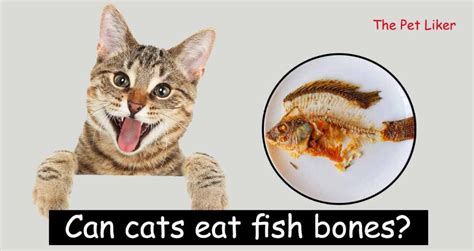 Can Cats Eat Fish Bones – Best Pet Care Center