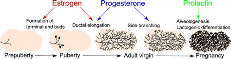 Estrogen Hormone: Functions, Imbalance & Remedies | Western Cosmetics