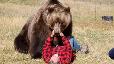 Video Tips to Survive a Bear Attack - ABC News