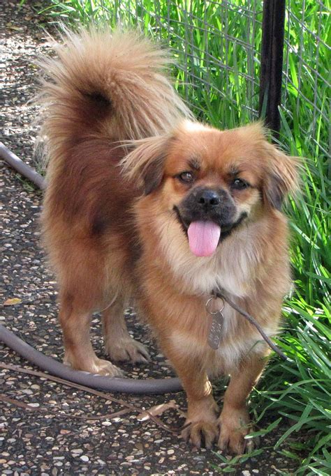 Tibetan Spaniel Dog Breed - Pictures, Information, Temperament ...