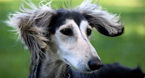 Is The Saluki The Fastest Dog