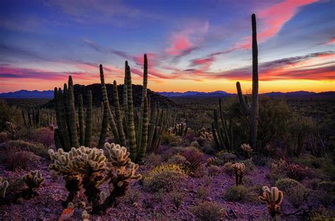 Organ Pipe Cactus Sunset Part Two Photograph by Saija Lehtonen