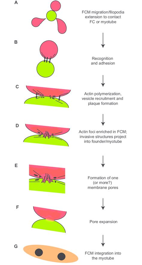 Hypothetical model of myoblast fusion in Drosophila embryos. (A) A ...