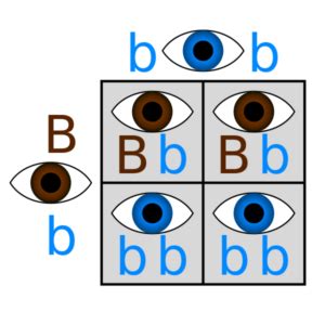 What are Genotypes and Phenotypes? - Definition and Examples