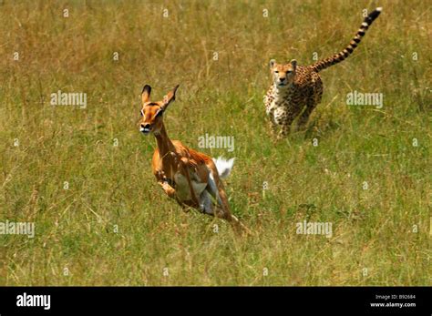 Cheetah chasing impala female hi-res stock photography and images - Alamy