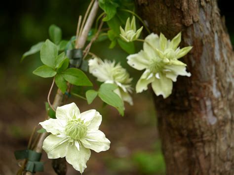 Clematis florida