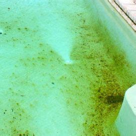 How to Get Rid of Mustard Algae in a Pool | Swimming pools inground ...