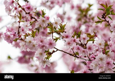 Sky full of cherry blossoms on spring tree Stock Photo - Alamy