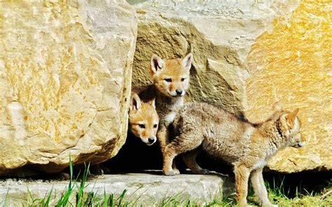 Baby Coyote Pup: 11 Pictures and 10 Incredible Facts - A-Z Animals