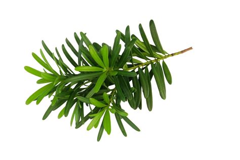 Podocarpus Care: Everything You Need to Know - GFL Outdoors