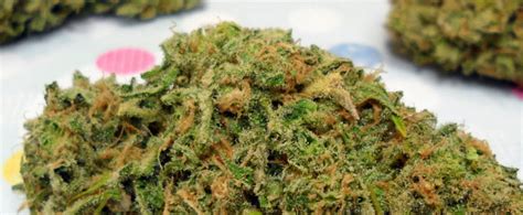 Double Dream Strain >> Complete Guide & Review