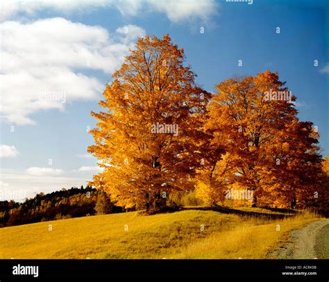 Dramatic Fall colors dominate the maple trees in Vermont during the ...