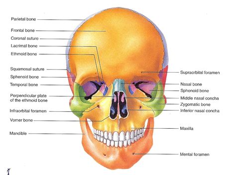 Skeletal System Skull Diagram