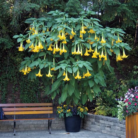 Shop Angel Trumpet Yellow | Patio Plants for Sale | Breck's