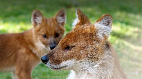 Dhole | San Diego Zoo Animals & Plants