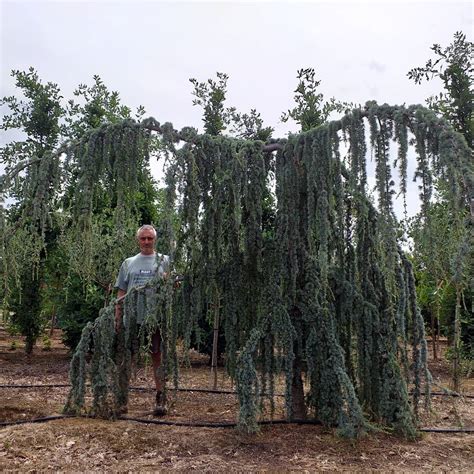 Cedrus atlantica Glauca - Tree - Matteini Tranquillo