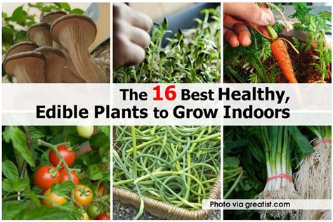 The 16 Best Healthy, Edible Plants to Grow Indoors