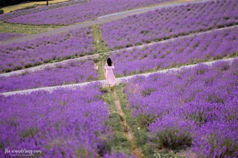 2021 Lavender fields of Furano — the wandering cam