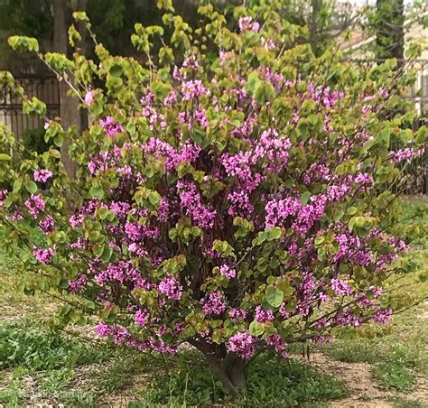 Lilac Bush Care In Spring - How And When To Prune Lilacs Lilac Bushes Prune Lilac Bush Lilac ...