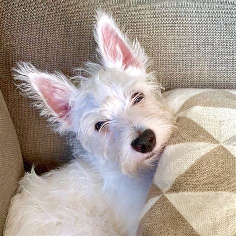 Sami’s first day at Westie training school | Westie puppies, Westies ...