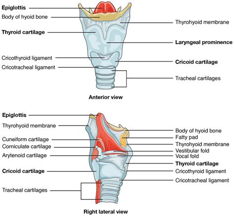 Tracheal Cartilage Diagram