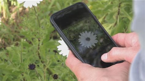 What's that plant called? Take a photo and this new app can tell you. | wusa9.com