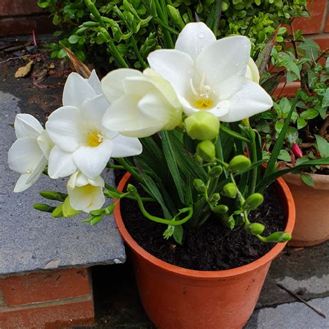 Freesia leichtlinii subsp. alba syn. Freesia alba, Freesia (Species) Antique White Freesia in ...