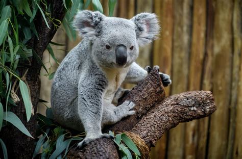 Teaching Evolution? Koala Genome Reveals Unique Adaptations • MiniOne Systems