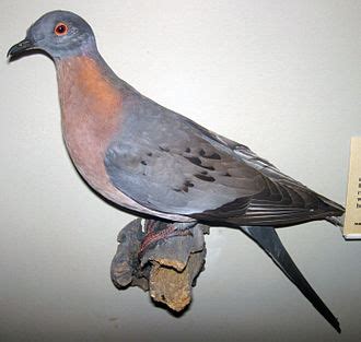 Wikijunior:Extinct Birds/Passenger Pigeon - Wikibooks, open books for ...