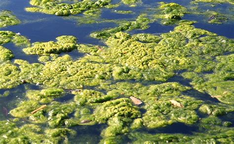 Identifying Aquatic Weeds and Algae - Resources & Blog: Ponds, Seawalls, Fountains, & More