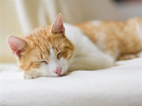 Cat Constipation: Causes and Natural Treatments | UK Pets