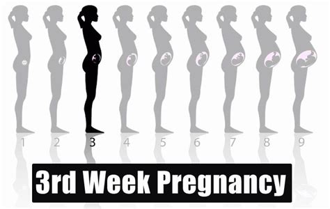 Pin on Week-By-Week Pregnancy