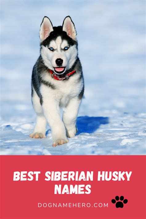 Husky Names - 130 Best Dog Names for Huskies [Infographic]