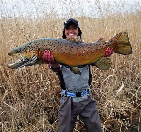 Big Brown #FlyFishing | Trout fishing tips, Fish, Brown trout