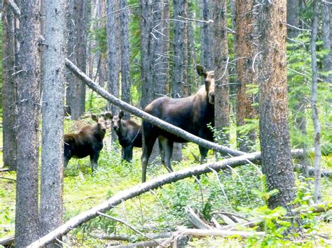 Moose season is underway — are you ready? | PostIndependent.com