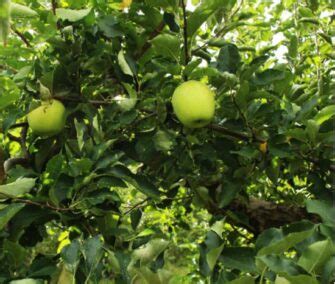 The Crispin Apple Tree - Minneopa Orchards