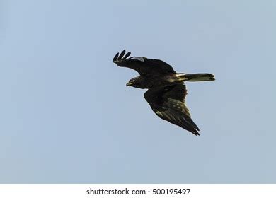 Booted Eagle Flying Nature Stock Photo 500195497 | Shutterstock