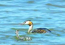 Harike Wetland, Wild Life Sanctuaries, Punjab Bird Sanctuary